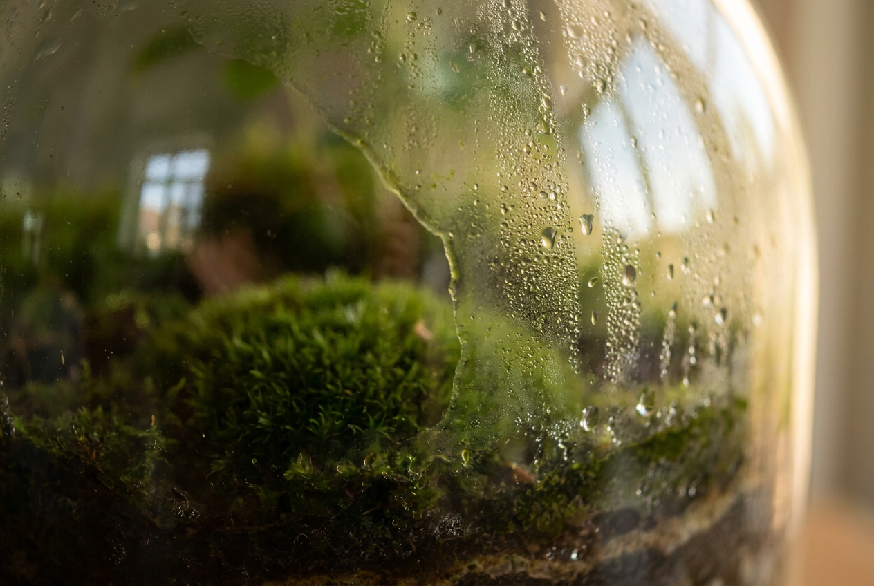 Why Algae Appears on Terrarium Glass