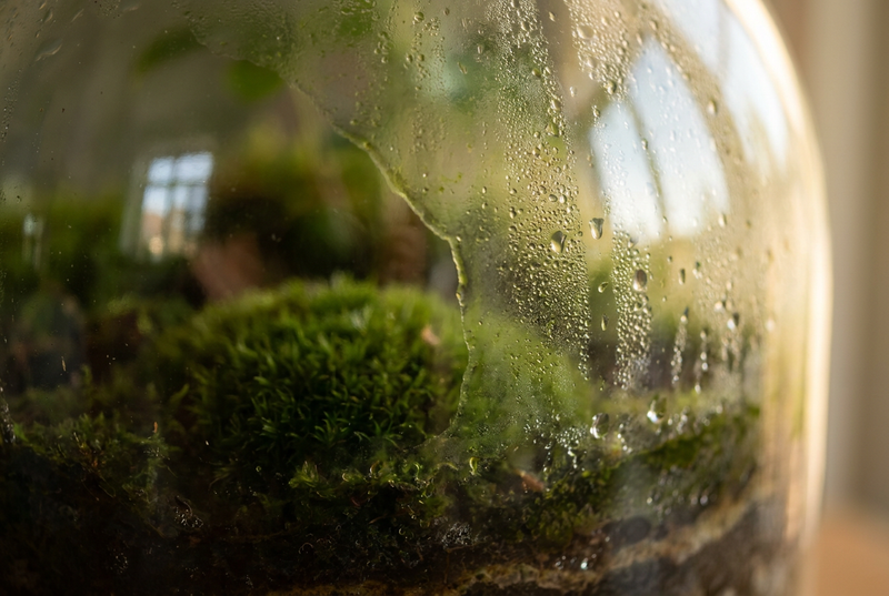 Why Algae Appears on Terrarium Glass