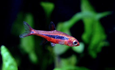 Tank mates for CRS and other shrimps