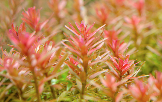 Choice of Red and Green Plants