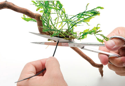 Tying Ferns & other Epiphytes on Driftwood