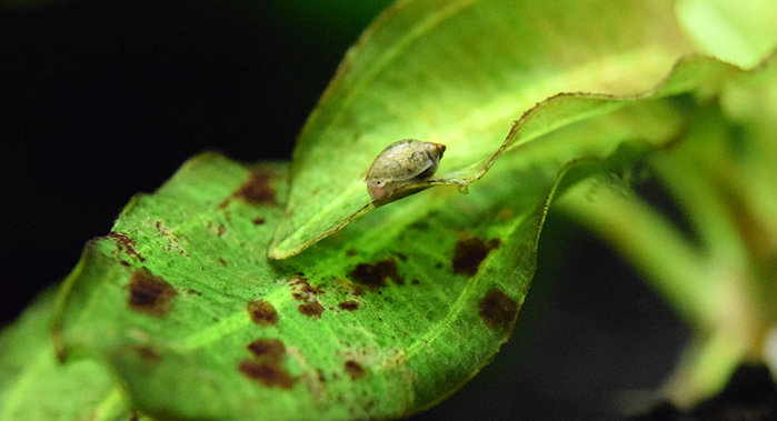 Algae & Waste Control Crews for your aquarium