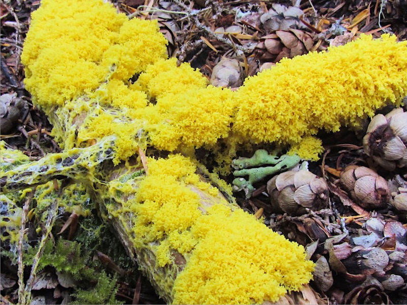 Setting Up My First Slime Mold Habitat