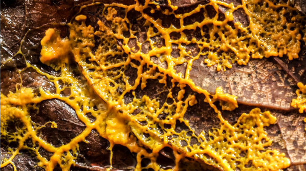 What is Slime Mold