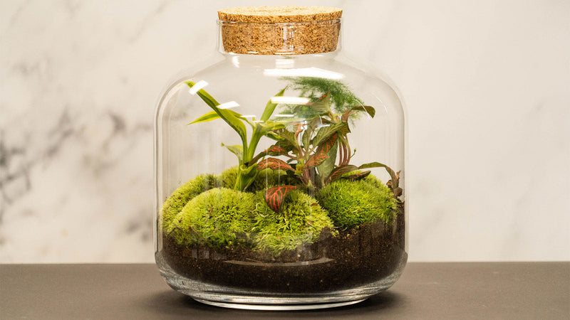 Terrariums Explained: How Does a Self-Sustaining Ecosystem Work?