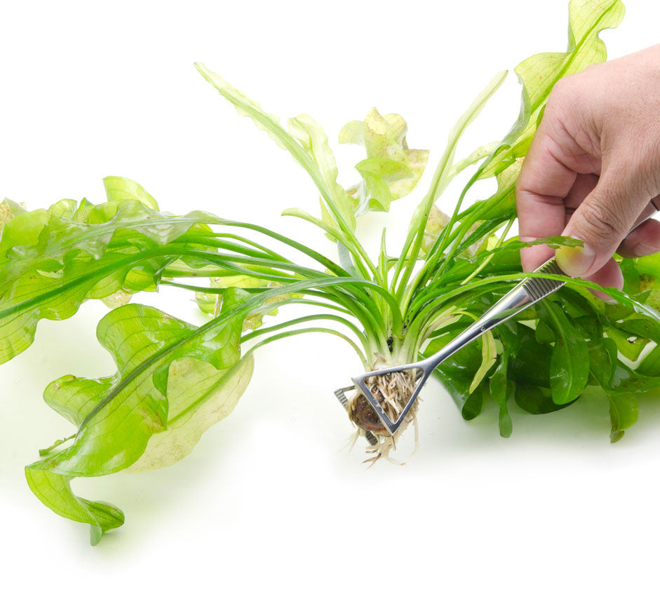 Planting Background Plants