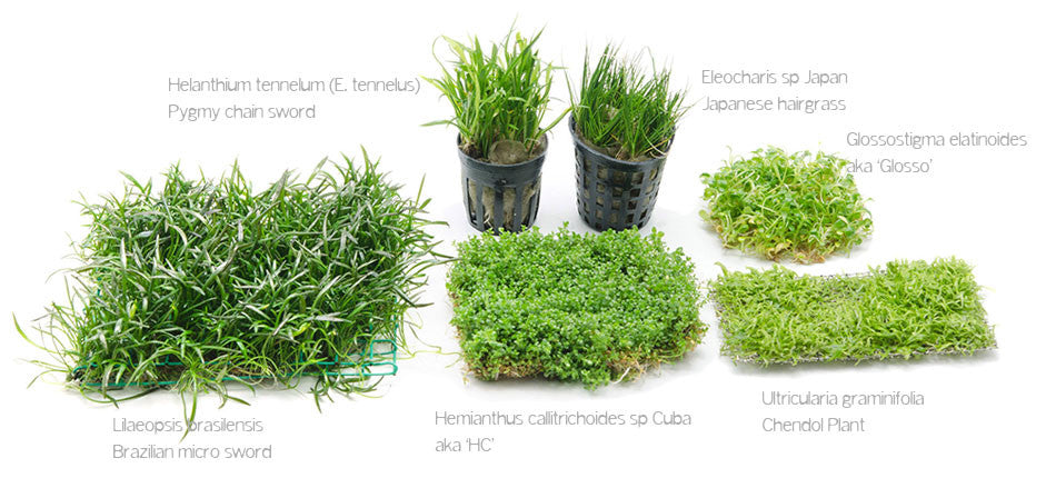 Planting Foreground with Pinsettes