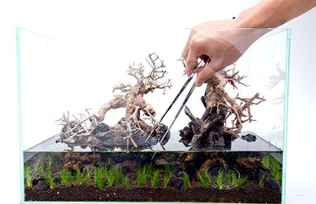 Setting up a Planted Tank with BorneoWild