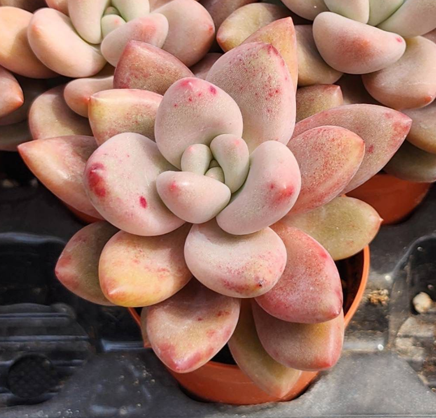 KSCPO - (001) Pink Krue (5cm Pot)