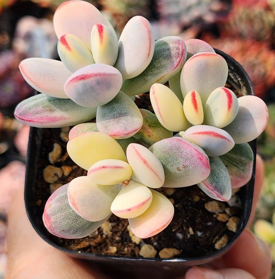 KSCPO - (002) 福娘錦3-4頭