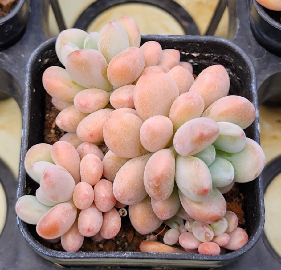 KSCPO - (003) 白鹿群生