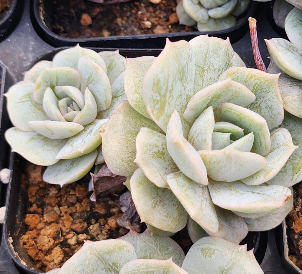 KSCPO - (006) Purple Milk