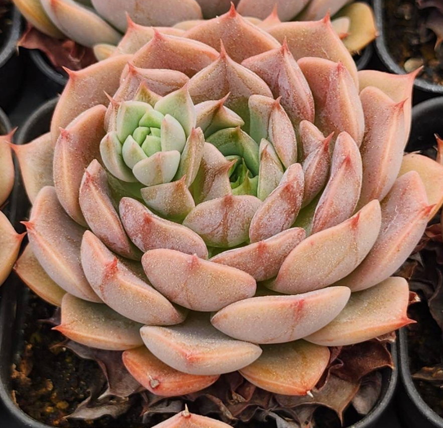 KSCPO - (007) 馬倫丘