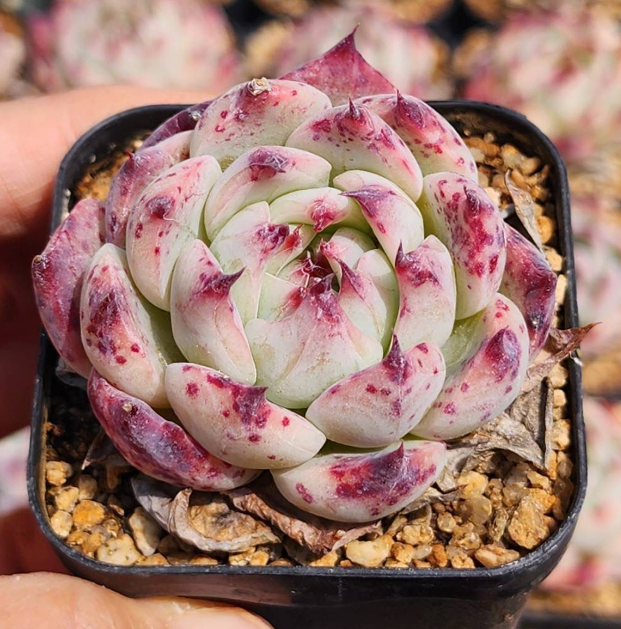 KSCPO - (008) 血斑吉娃娃特選