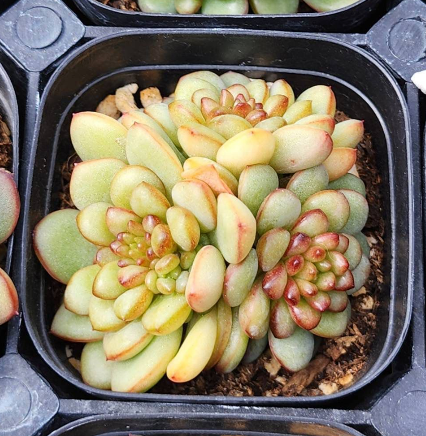 KSCPO - (009) 亞當群生