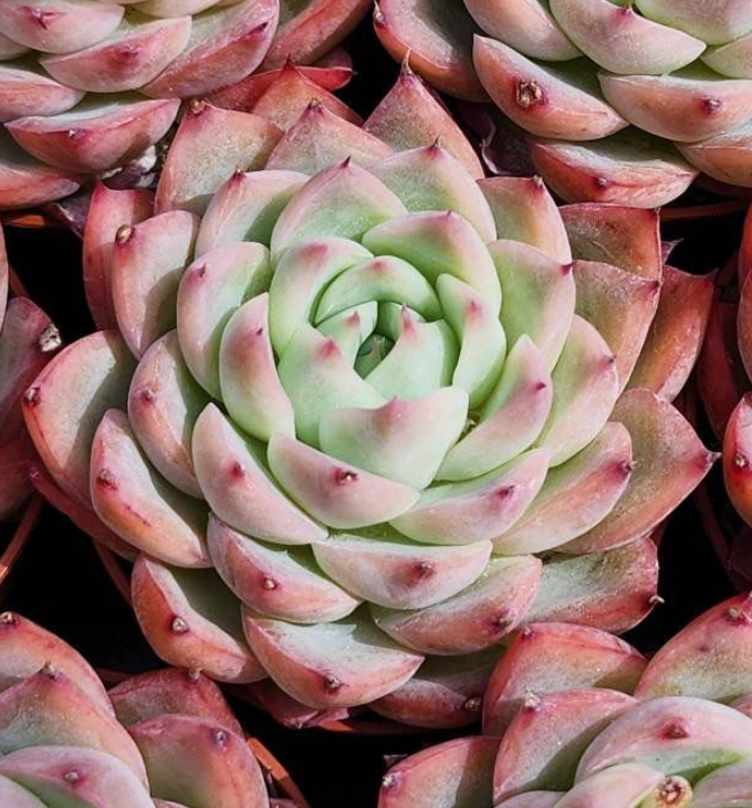 KSCPO - (010) 粉紅水晶