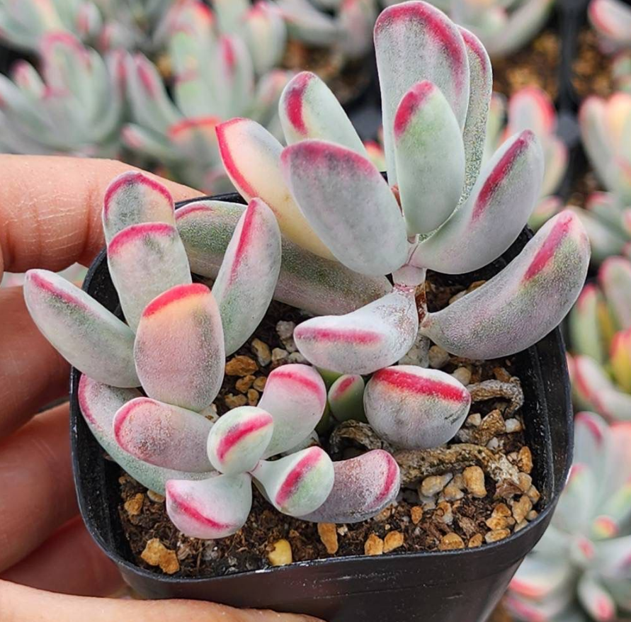 KSCPO - (011) 原種福娘錦