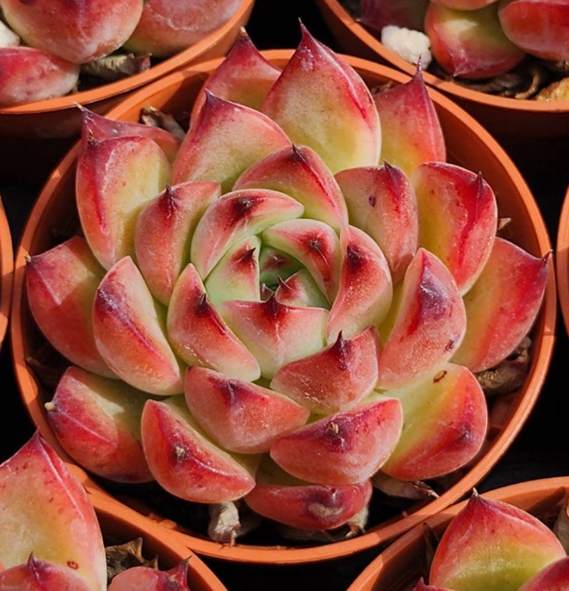 KSCPO - (012) 火柱