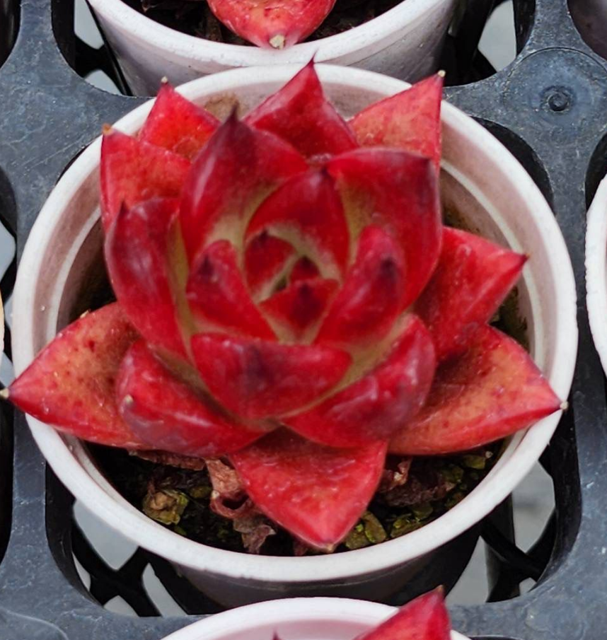 KSCPO - (013) Dragon fly