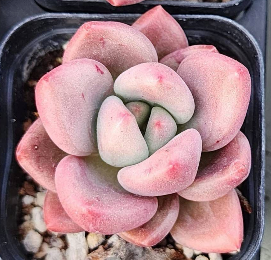 KSCPO - (039) Ruby donna