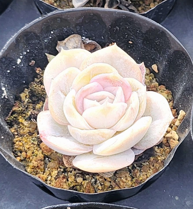 KSCPO - (045) Blue surprise