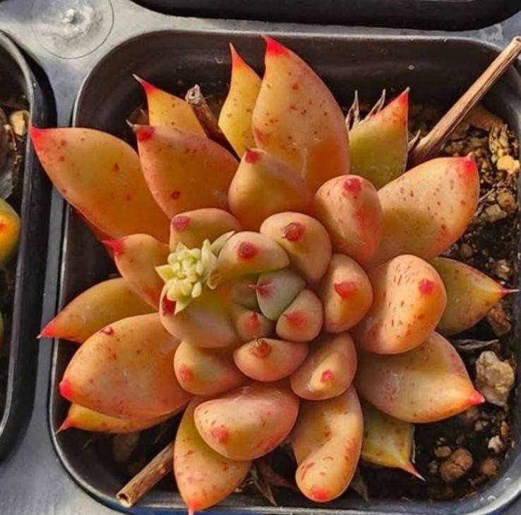 KSCPO - (046) Saki 莎奇