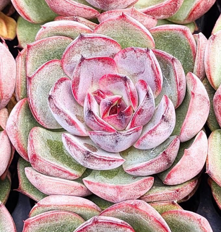 KSCPO - (048) Mariodas