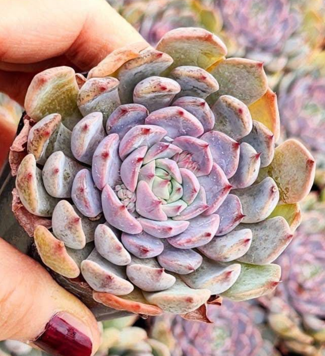 KSCPO - (049) Star j