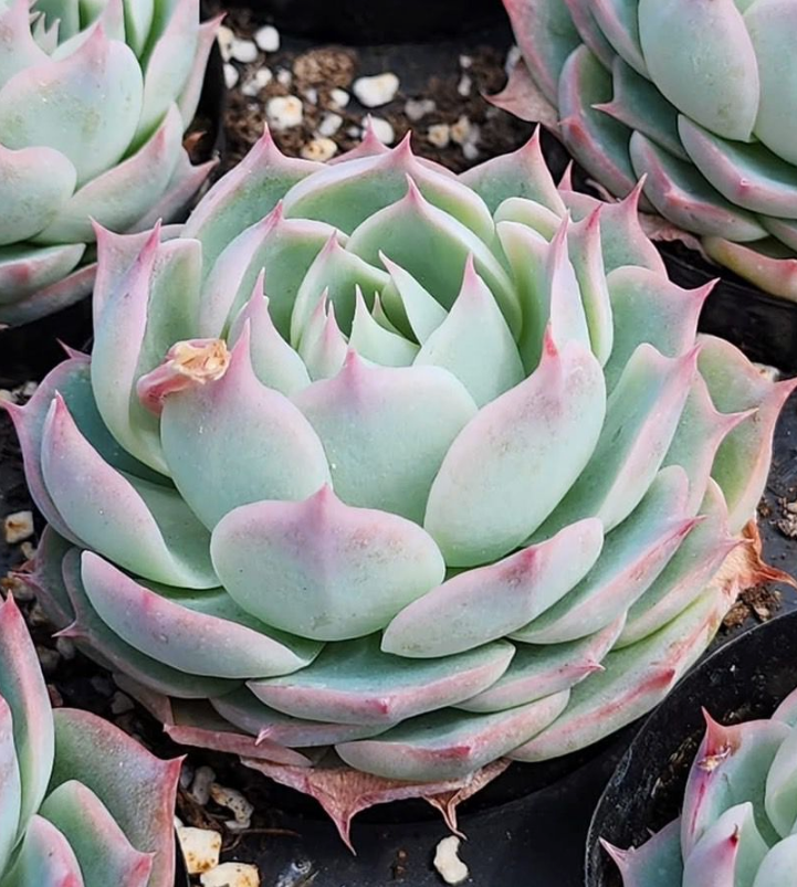 KSCPO - (052) Pink lace