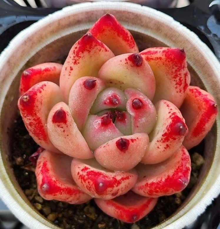 KSCPO - (053) Agavoides