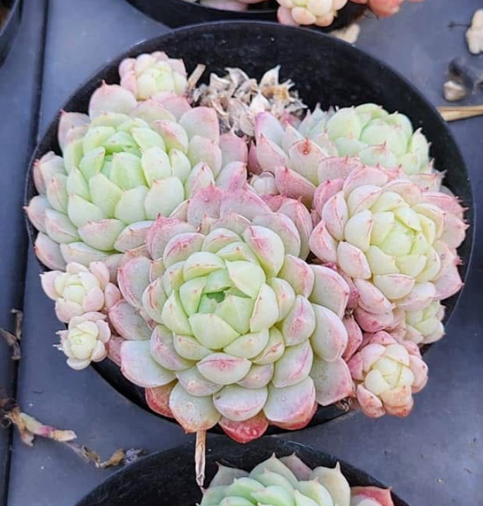 KSCPO - (054) Sugar princesse