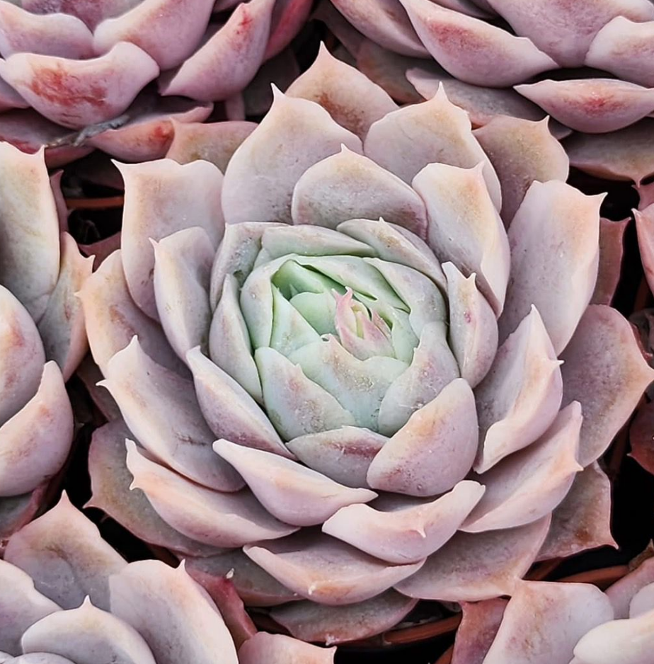 KSCPO - (055) 正月