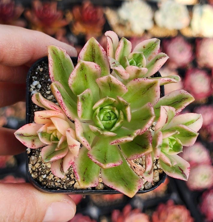 KSCPO - (056) 甜茶錦