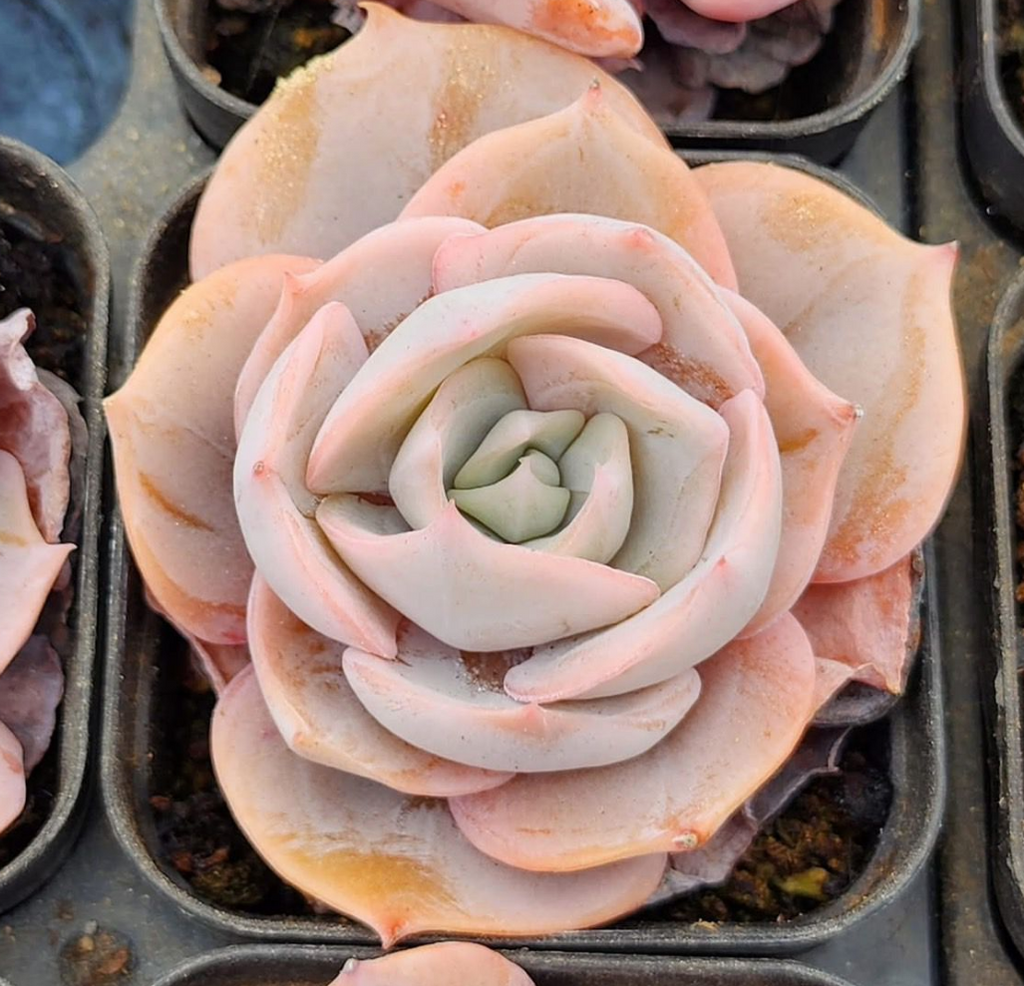 KSCPO - (058) Lilacina variegated