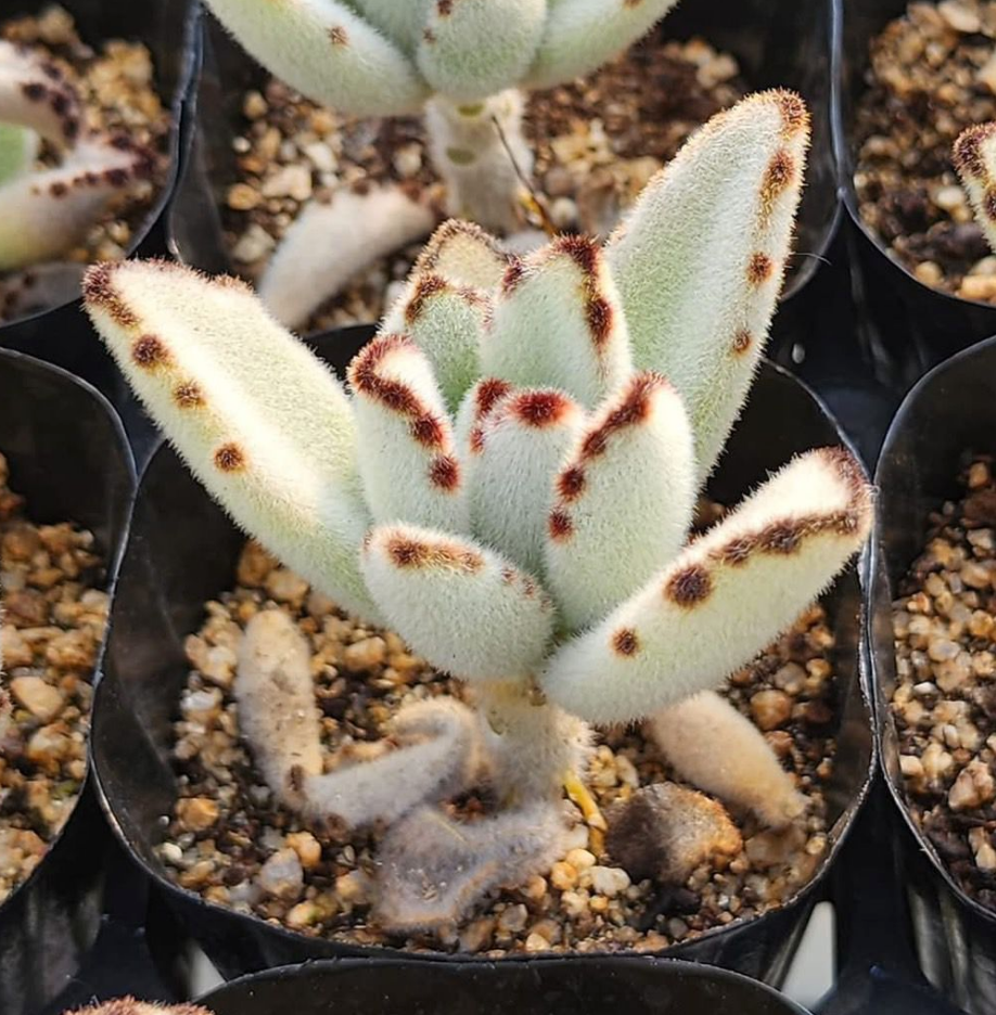 KSCPO - (060) Kalanchoe