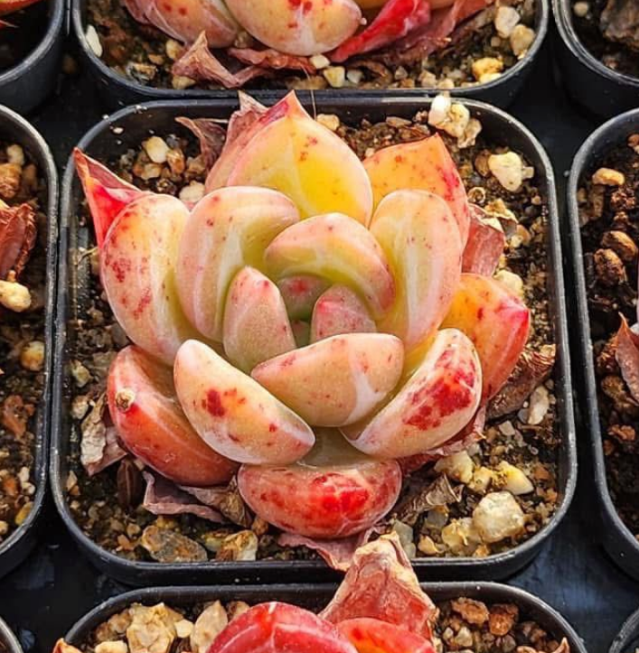 KSCPO - (061) Champagne