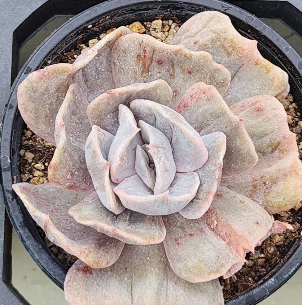 KSCPO - (063) 麗娜蓮石化錦