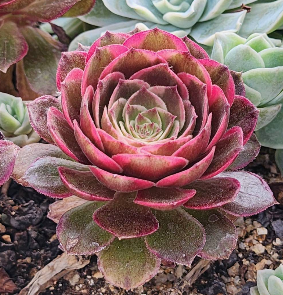 KSCPO - (064) 櫻桃玫瑰法師