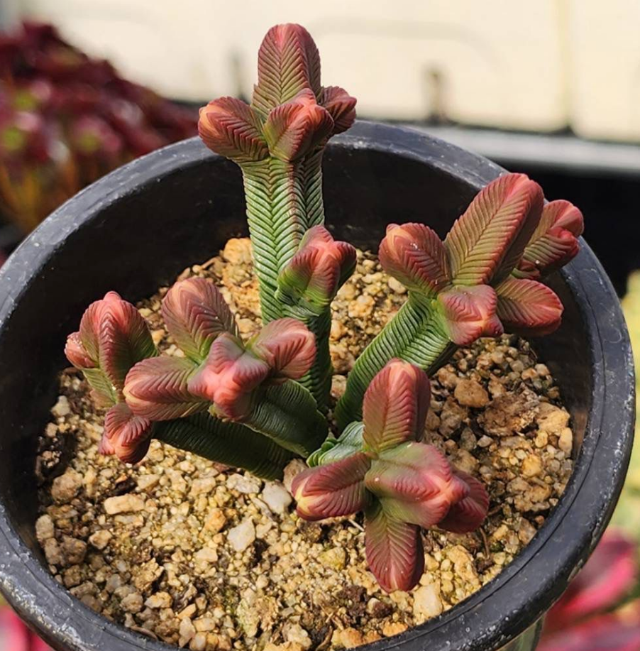 KSCPO - (067) 青鱗綠塔