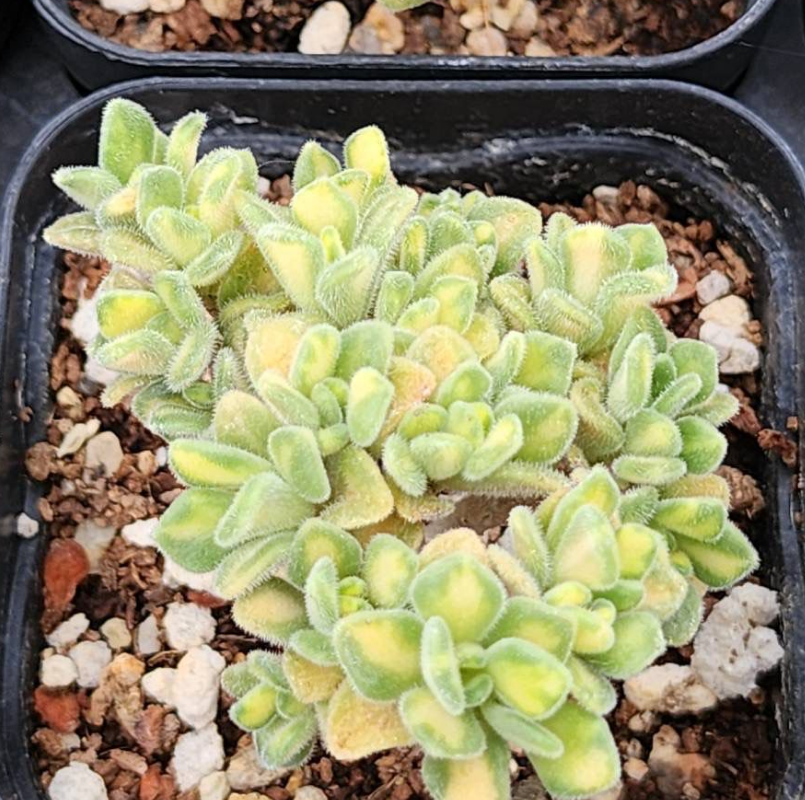 KSCPO - (068) 糖果法師錦