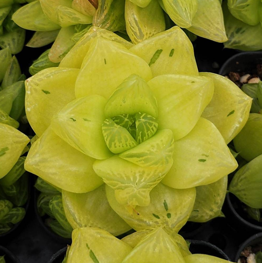 KSCPO - (069) 凝脂菊