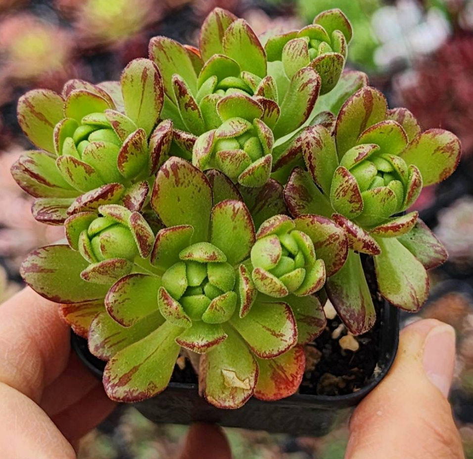 KSCPO - (070) 小狐狸法師