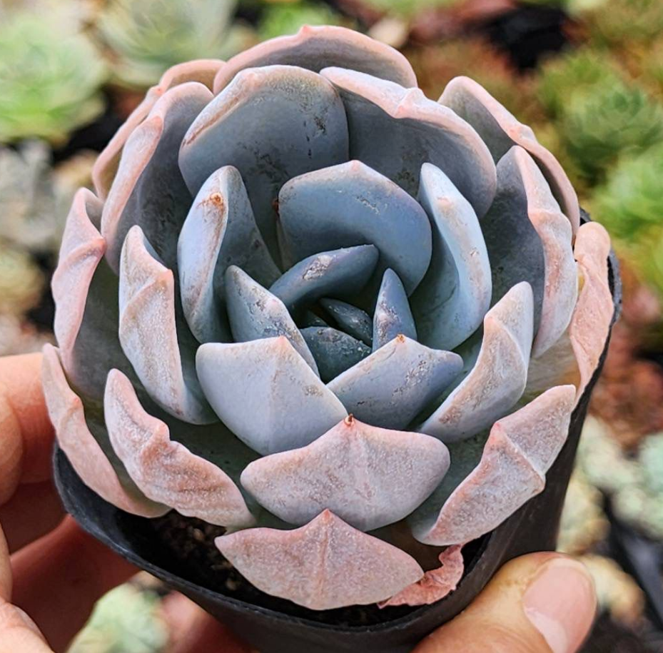 KSCPO - (072) 夢露藍鳥