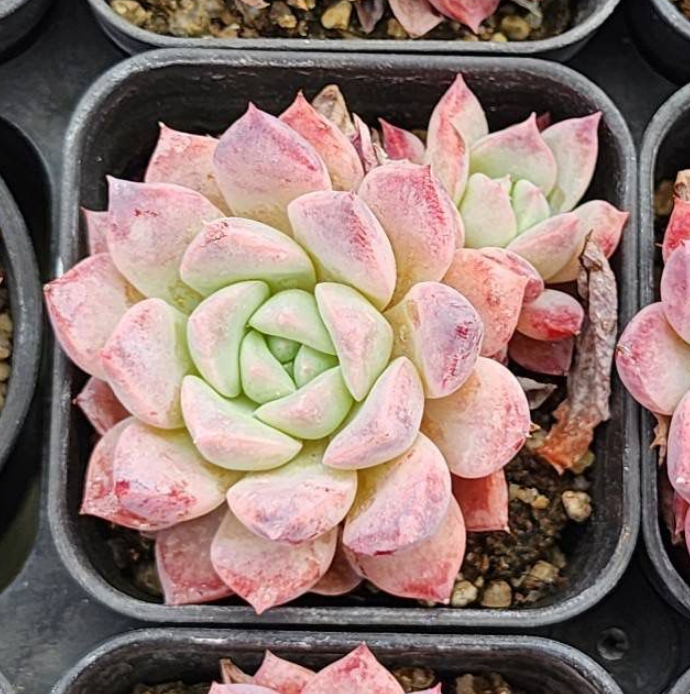 KSCPO - (073) 粉紅佳人