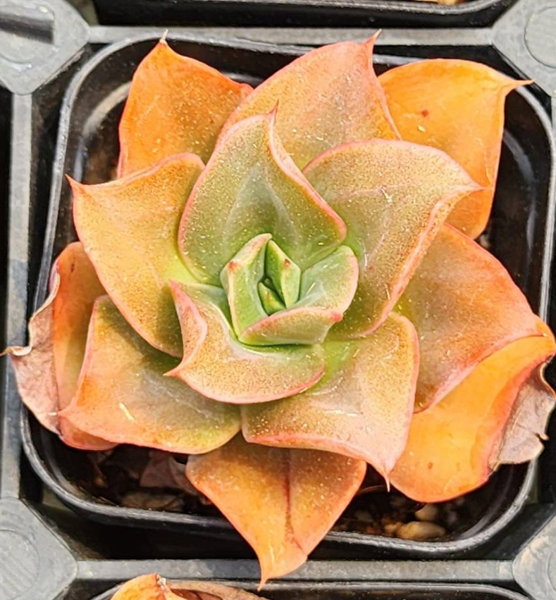 KSCPO - (074) Green smile