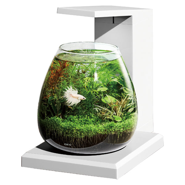 その他 GEX GLASS AQUA perco GEX Glass Aqua PERCO – Green Chapter