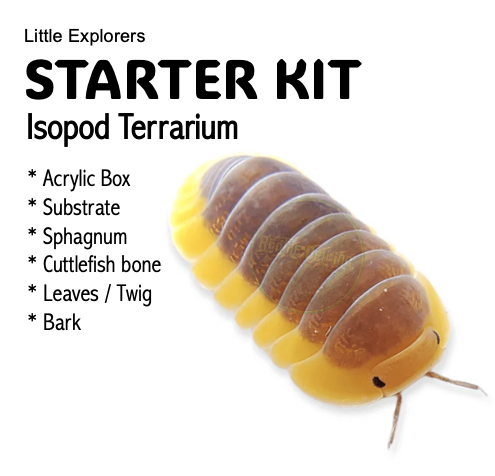 STARTER KIT - Isopod Terrarium
