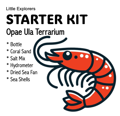 STARTER KIT - Opae Ula Terrarium