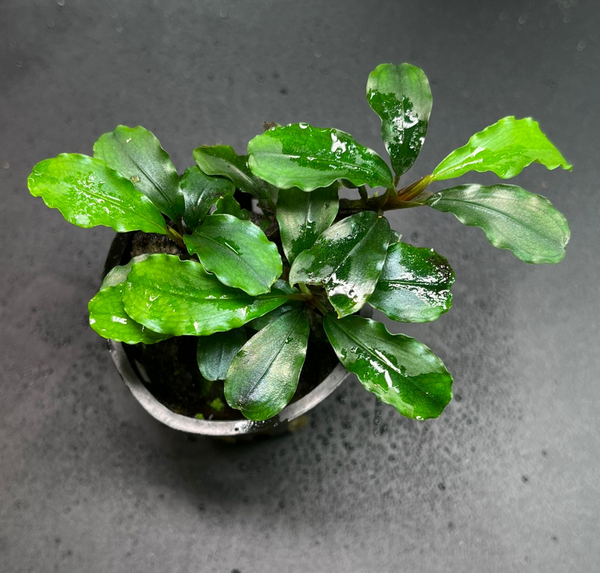 Bucephalandra Green Wavy (1375 / 1 POT) – Green Chapter