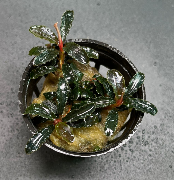 Bucephalandra Kedagang (1535 / 1 POT) – Green Chapter